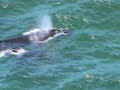 Whales Captured off Byron Bay Australia.
