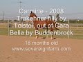 Carmine - 2008 Trakehner filly by Tolstoi, out of Cara Bella by Buddenbrock