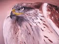 Savageterritory Oil Painting Video