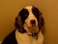 Good Dog! Bad Dog!