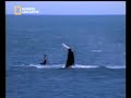 NATIONAL GEOGRAPHIC CHANNEL Jäger rettet Beute NATIONAL GEOGRAPHIC CHANNEL Jäger rettet Beute