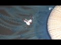 Blue sea slug eating blue button Jelly