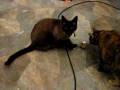 Lenny & Lucy Attack