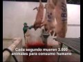 anuncio de finissimas de campofrío/ vegetarianismo