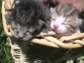 daves farm got more new kittens