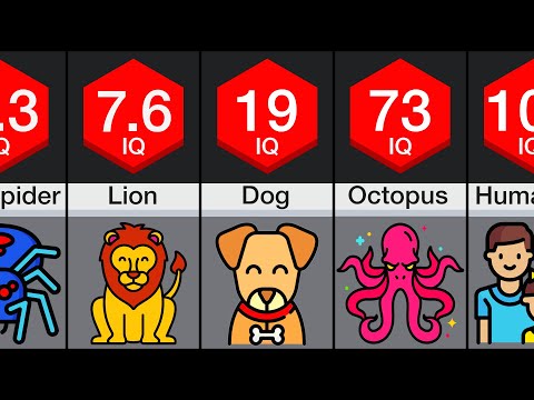 Comparison: Animal Intelligence