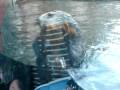 videos de Sea Otter hits glass