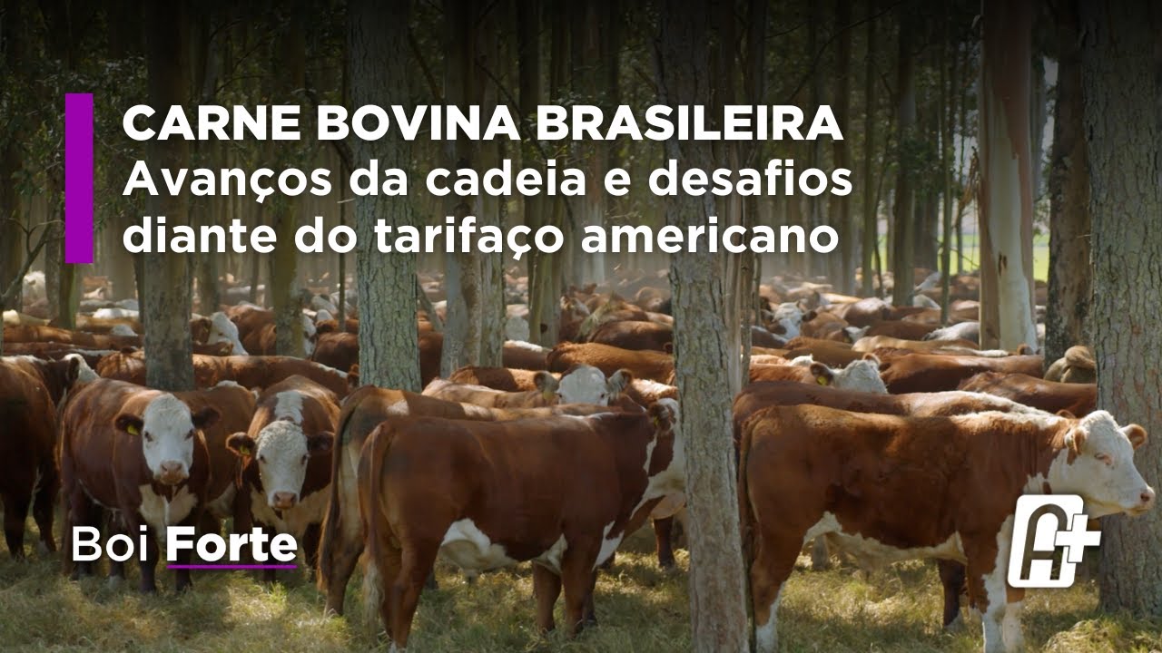 Mercado da carne bovina brasileira: avanços da cadeia e desafios diante do tarifaço americano