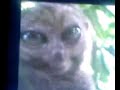 dramatic-lemur-batman-theme.html