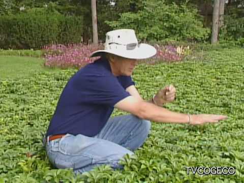 how to transplant juniper ground cover