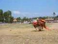 Bull racing, Madura Island, Indonesia (2)