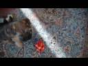 Border terrier puppy thanksgiving day