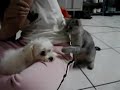 ?????(cat enraged dog)