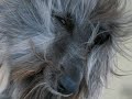 AFGHAN HOUND \"KING OF FAME\" FAUSTO YAZUL - YURIDIA  \"ANGEL\"