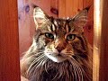 this is my cat sammy. he's a maine coon and as far as i'm concerned, he's the cutest maine coon kitty ever! hope you think he's cute too! :)
