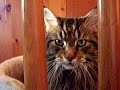 this is my cat sammy. he's a maine coon and as far as i'm concerned, he's the cutest maine coon kitty ever! hope you think he's cute too! :)