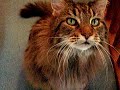 this is my cat sammy. he's a maine coon and as far as i'm concerned, he's the cutest maine coon kitty ever! hope you think he's cute too! :)