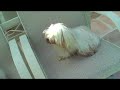 WEBKINZ NEWS 6