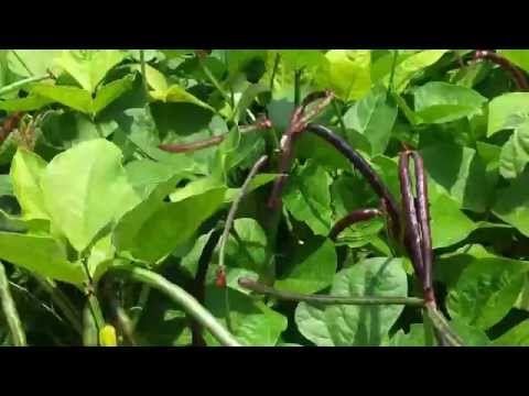 how to fertilize purple hull peas