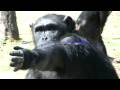 videos de chimpanzee posing then ratty / scimpanze in posa, poi si incazza