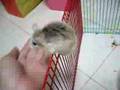 Pudding's crazy playpen scaling day