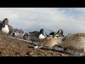 Northern Pintail