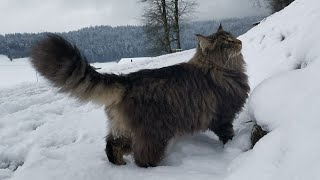 Norwegian Forest Cat: A royal walk with Finn