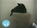 Gatos 5 Gatos 5