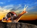 Chanson des escargots qui vont a l'enterrement.