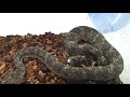 Sept 2008 Mixed Bag of Snakes