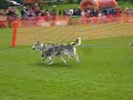 GUVMA 08 Husky Sled dog SHWA Race