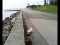 Babouche chien fou Babouche chien fou