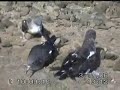 Pardelas en  Gran Canaria