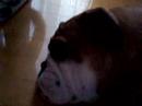 buldog qui ronfle