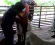 Cara Rawat Kambing