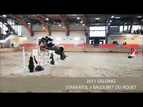 VOLO'S DIAMOND CSI SOPOT JANUARY 2019