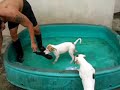 ambull pups, bitework!
