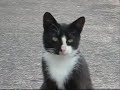 This is Symphonia the cat, getting up to you-know-what.  I have accompanied the video with a nice little song.  If you want to sing along, I have provided the lyrics below:to to ro   totoro   to to ro   totoro an important person furtivelyhide a berry in the side road andwhilst a miniature shoot cultivates, the covert cipheris the passport to the jungleAn astonishing expedition will begin my neighbor to to ro totoro to to ro totoro*alive in the jungle from the time when long-ago  my neighbor to to ro totoro to to ro totoro  it stops over only when you are an adolescent person  a very mysterious meetingraining cats and dogs at the bus stopif there's a saturated ghost,let him under your sunshadethe authorization to the jungle,the paranormal flap will unfastenmy neighbor to to ro totoro to to ro totoroit blusters upon its ocarina on the dark if the moonmy neighbor to to ro totoro to to ro totoroif you increasingly assemble him, a wonderful contentment willcome to youto to ro   totoro   to to ro   totoro