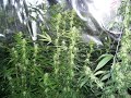 green stills