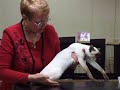 CFA Regional Cat Show 2008 in Japan siamese