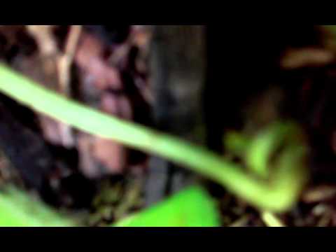 how to know when to pick a watermelon off the vine