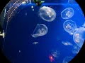 AQUARIUN  NAGOYA   AGUA VIVA  HONDA