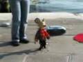 videos de topino a venezia