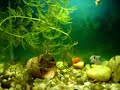 Peixinhos em Staccato