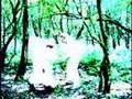 LTJ-Bukem-Listen
