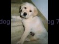 Cutest Dog Pic Contest Cutest Dog Pic Contest