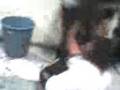 videos de peleas de 2 zorras rosa y matus [305]