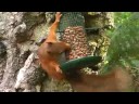 Squirrel in the garden.