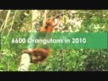 NEWS - UNEP - Spanish Soccer Star Carles Puyol Saving Orangutans - 12/08/2011