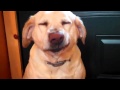 Cute dog guilty face - Cafetime-cz